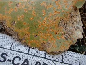  ( - FDS-CA-02461)  @11 [ ] by-nc (2024) Jaren Hockert Fungal Diversity Survey