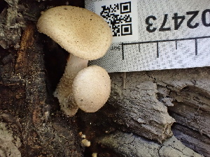  ( - FDS-CA-02473)  @11 [ ] by-nc (2024) Jaren Hockert Fungal Diversity Survey