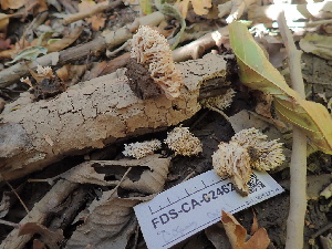  ( - FDS-CA-02462)  @11 [ ] by-nc (2024) Jaren Hockert Fungal Diversity Survey