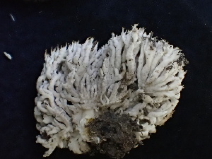  ( - FDS-CA-02462)  @11 [ ] by-nc (2024) Jaren Hockert Fungal Diversity Survey