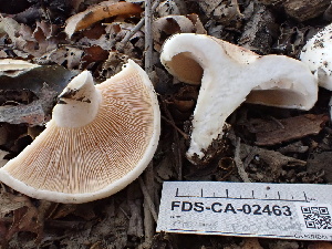  ( - FDS-CA-02463)  @11 [ ] by-nc (2024) Jaren Hockert Fungal Diversity Survey