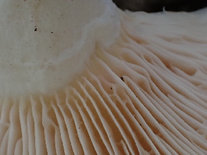  ( - FDS-CA-02463)  @11 [ ] by-nc (2024) Jaren Hockert Fungal Diversity Survey