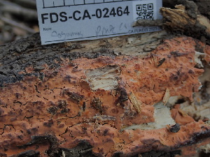  ( - FDS-CA-02464)  @11 [ ] by-nc (2024) Jaren Hockert Fungal Diversity Survey