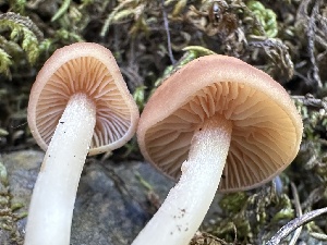  ( - FDS-CA-06508)  @11 [ ] by-nc (2024) Taye Bright Fungal Diversity Survey