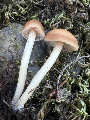  ( - FDS-CA-06508)  @11 [ ] by-nc (2024) Taye Bright Fungal Diversity Survey