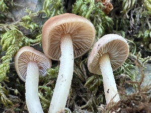  ( - FDS-CA-06508)  @11 [ ] by-nc (2024) Taye Bright Fungal Diversity Survey