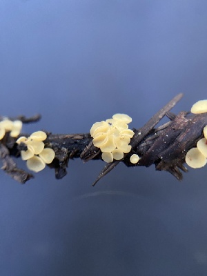  (Hymenoscyphus sp. CA08 - FDS-CA-07543)  @11 [ ] c (2024) Marinna Grijalva Fungal Diversity Survey