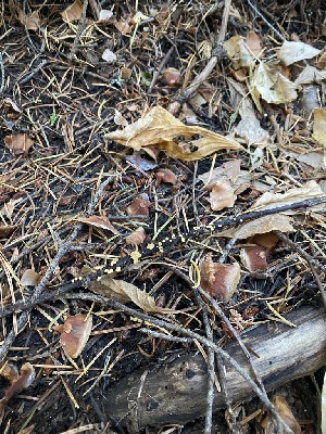  ( - FDS-CA-07543)  @11 [ ] c (2024) Marinna Grijalva Fungal Diversity Survey