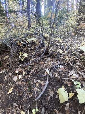  ( - FDS-CA-07543)  @11 [ ] c (2024) Marinna Grijalva Fungal Diversity Survey