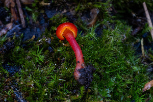  (Hygrocybe sp. phaeococcinea-PNW02 - FDS-CA-08508)  @11 [ ] by-nc (2024) Dean Lyons Fungal Diversity Survey