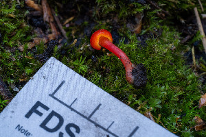  ( - FDS-CA-08508)  @11 [ ] by-nc (2024) Dean Lyons Fungal Diversity Survey