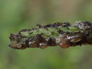  (Claviceps - FDS-CA-07606)  @11 [ ] by-nc (2024) Sadie Hickey Fungal Diversity Survey