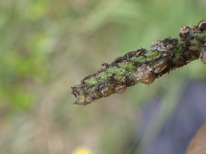  ( - FDS-CA-07606)  @11 [ ] by-nc (2024) Sadie Hickey Fungal Diversity Survey