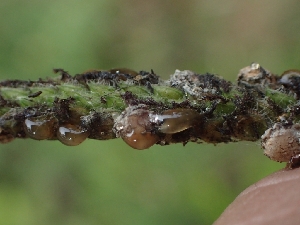  ( - FDS-CA-07606)  @11 [ ] by-nc (2024) Sadie Hickey Fungal Diversity Survey