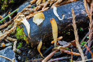  ( - FDS-CA-06918)  @11 [ ] by-nc (2024) Dean Lyons Fungal Diversity Survey