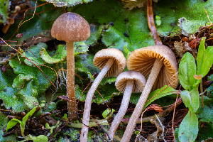  (Conocybe sp. PNW15 - FDS-CA-06913)  @11 [ ] by-nc (2024) Dean Lyons Fungal Diversity Survey