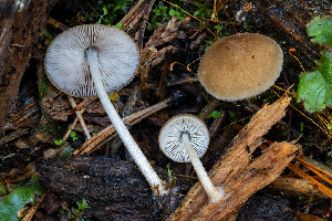  (Pluteus sp. plautus-PNW06 - FDS-CA-06923)  @11 [ ] by-nc (2024) Dean Lyons Fungal Diversity Survey