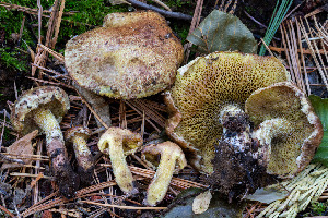  ( - FDS-CA-06924)  @11 [ ] by-nc (2024) Dean Lyons Fungal Diversity Survey