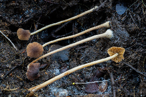  (Conocybe sp. hausknechtii-PNW04 - FDS-CA-08501)  @11 [ ] by-nc (2024) Dean Lyons Fungal Diversity Survey