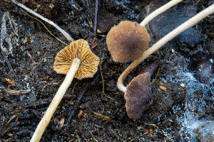  ( - FDS-CA-08501)  @11 [ ] by-nc (2024) Dean Lyons Fungal Diversity Survey