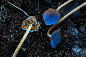  ( - FDS-CA-08501)  @11 [ ] by-nc (2024) Dean Lyons Fungal Diversity Survey