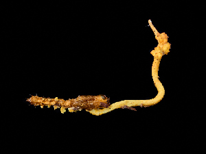  ( - FDS-CA-06626)  @11 [ ] by (2024) Justin Paulin Fungal Diversity Survey