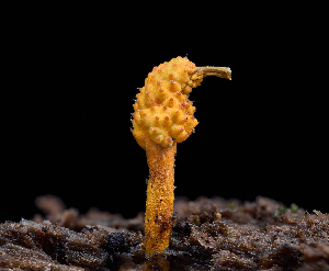  ( - FDS-CA-06626)  @11 [ ] by (2024) Justin Paulin Fungal Diversity Survey