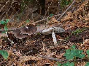  ( - FDS-CA-06624)  @11 [ ] by (2024) Justin Paulin Fungal Diversity Survey