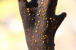  (Dacrymyces sp. CA09 - FDS-CA-07547)  @11 [ ] c (2024) Marinna Grijalva Fungal Diversity Survey