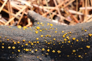  ( - FDS-CA-07547)  @11 [ ] c (2024) Marinna Grijalva Fungal Diversity Survey