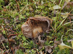  ( - FDS-CA-07012)  @11 [ ] by-nc (2024) Fresno Mycology Society Fungal Diversity Survey
