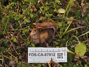  ( - FDS-CA-07012)  @11 [ ] by-nc (2024) Fresno Mycology Society Fungal Diversity Survey