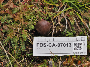  (Cortinarius inconspicuus - FDS-CA-07013)  @11 [ ] by-nc (2024) Fresno Mycology Society Fungal Diversity Survey