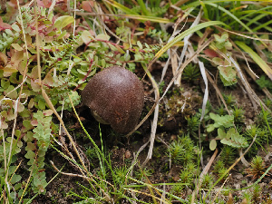  ( - FDS-CA-07013)  @11 [ ] by-nc (2024) Fresno Mycology Society Fungal Diversity Survey