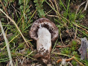 ( - FDS-CA-07013)  @11 [ ] by-nc (2024) Fresno Mycology Society Fungal Diversity Survey