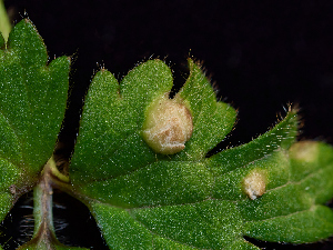  (Entyloma microsporum - FDS-CA-06627)  @11 [ ] by (2024) Justin Paulin Fungal Diversity Survey