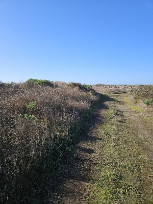  ( - FDS-CA-08046)  @11 [ ] by (2024) Mandy Hackney Fungal Diversity Survey