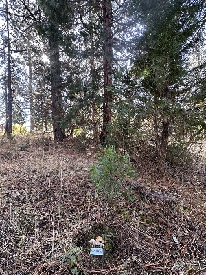  ( - FDS-CA-06587)  @11 [ ] by-nc (2024) Taye Bright Fungal Diversity Survey