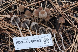  ( - FDS-CA-06503)  @11 [ ] by-nc (2024) Taye Bright Fungal Diversity Survey