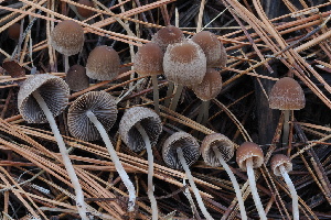  ( - FDS-CA-06503)  @11 [ ] by-nc (2024) Taye Bright Fungal Diversity Survey