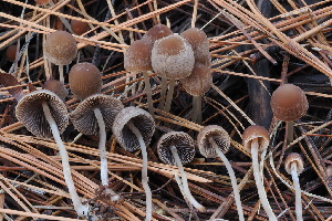  (Psathyrella sp. CA07 - FDS-CA-06503)  @11 [ ] by-nc (2024) Taye Bright Fungal Diversity Survey