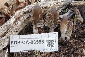  ( - FDS-CA-06586)  @11 [ ] by-nc (2024) Taye Bright Fungal Diversity Survey