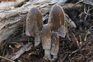  ( - FDS-CA-06586)  @11 [ ] by-nc (2024) Taye Bright Fungal Diversity Survey