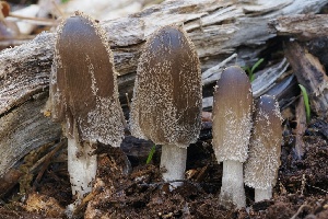  ( - FDS-CA-06586)  @11 [ ] by-nc (2024) Taye Bright Fungal Diversity Survey
