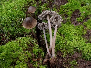  ( - FDS-CA-08044)  @11 [ ] by (2024) Mandy Hackney Fungal Diversity Survey