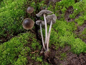  ( - FDS-CA-08044)  @11 [ ] by (2024) Mandy Hackney Fungal Diversity Survey