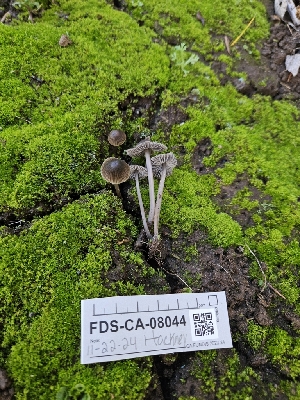  ( - FDS-CA-08044)  @11 [ ] by (2024) Mandy Hackney Fungal Diversity Survey