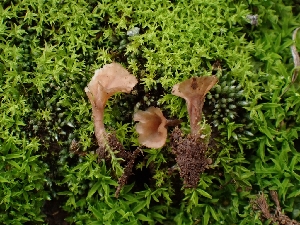  ( - FDS-CA-08038)  @11 [ ] by (2024) Mandy Hackney Fungal Diversity Survey
