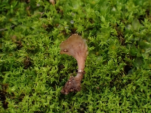  ( - FDS-CA-08038)  @11 [ ] by (2024) Mandy Hackney Fungal Diversity Survey