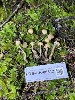  ( - FDS-CA-08512)  @11 [ ] by-nc (2024) Dean Lyons Fungal Diversity Survey